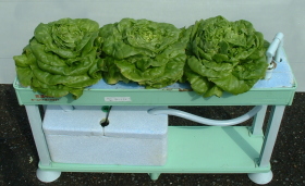 �z�[���n�C�|�j�J�T�O�P